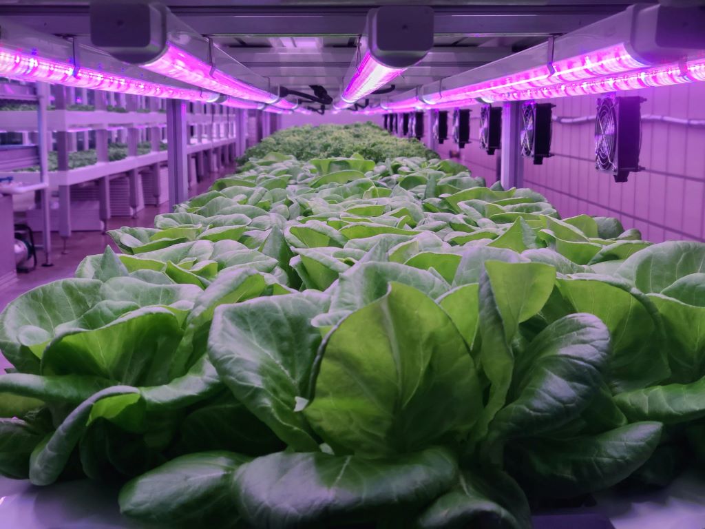 Agricultura vertical: el sistema que puede ahorrar hasta un 90% de agua