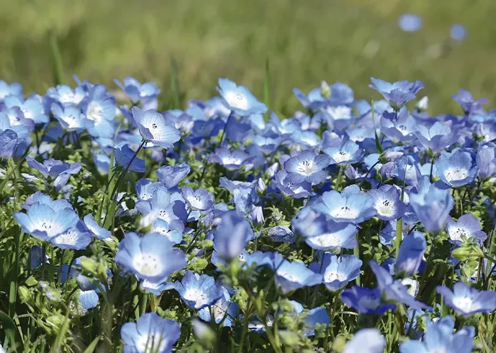 Marzo huele a primavera