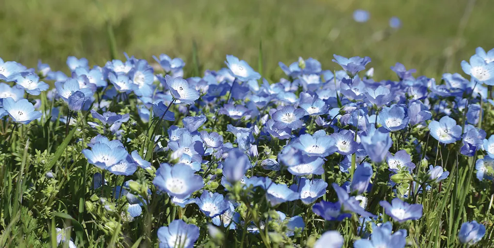 Marzo huele a primavera