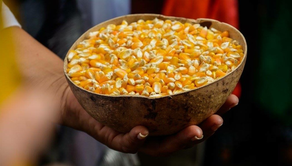 Multinacionales contra soberanía alimentaria: Hasta que las semillas se roben