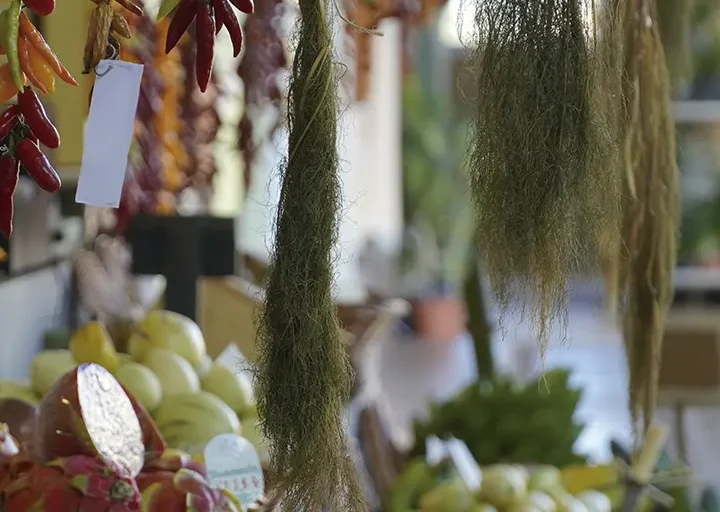 Aromas, rumores y vecinas