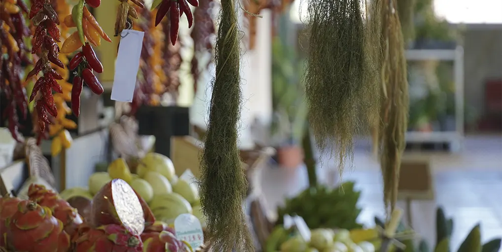 Aromas, rumores y vecinas