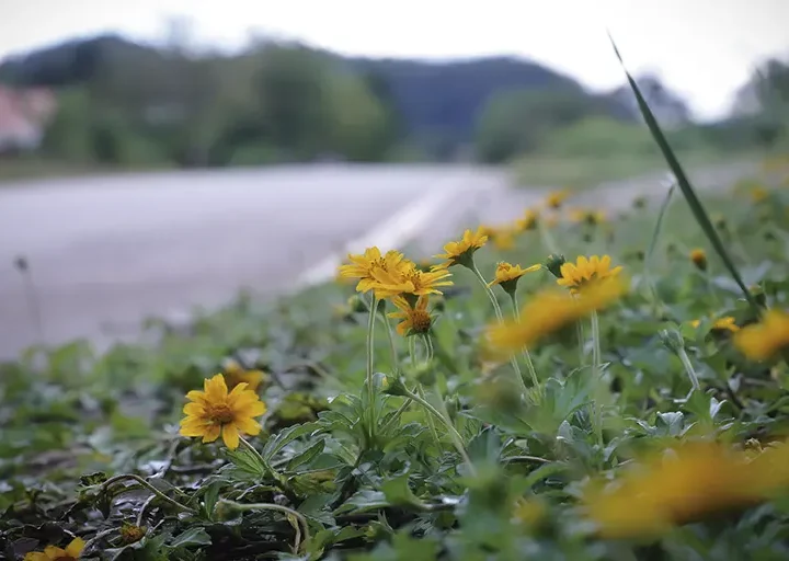 El prometedor camino de la esperanza