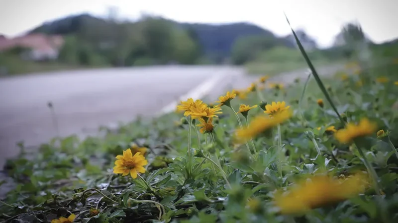 El prometedor camino de la esperanza