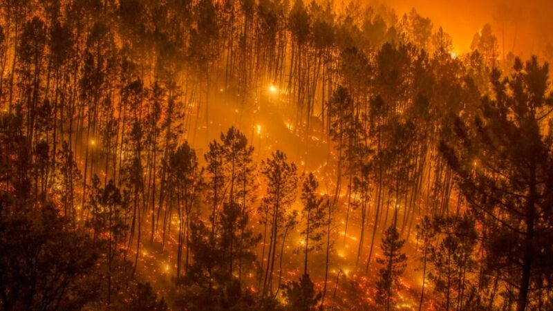 Europa está que arde: Calor extremo, sequía e incendios voraces