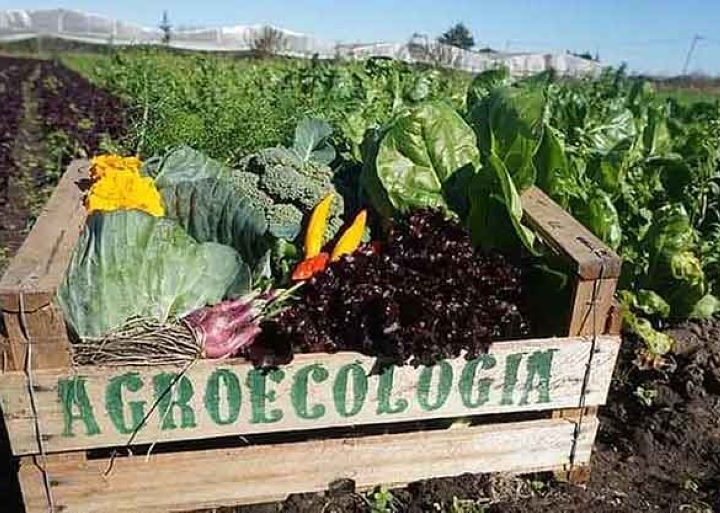 Cae el mito de la baja productividad “bio”: La agroecología rentable