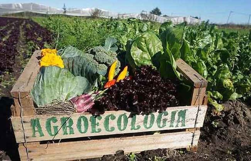 Cae el mito de la baja productividad “bio”: La agroecología rentable