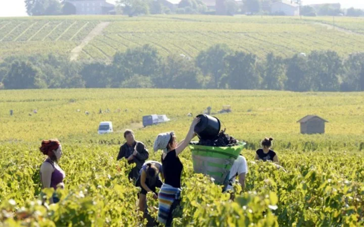 Unas 14.500 personas trabajadoras de España marcharán a la vendimia francesa