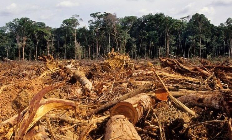Duras críticas a la UE por debilitar el reglamento contra la deforestación