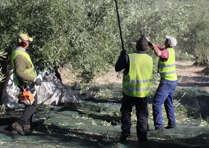 El Círculo de Silencio de Jaén pide la regularización extraordinaria al inicio de la campaña de la aceituna