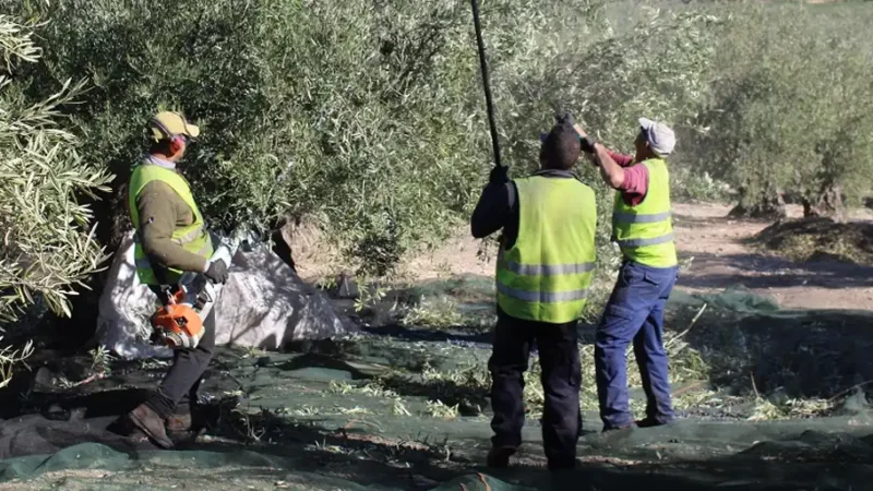 El Círculo de Silencio de Jaén pide la regularización extraordinaria ante el sinsentido de la