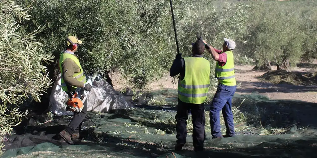 El Círculo de Silencio de Jaén pide la regularización extraordinaria al inicio de la campaña de la aceituna