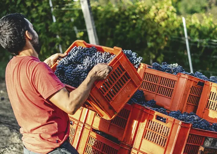 Italia: Trabajadores agrícolas migrantes | Bangladesh/Indonesia: Morir en el trabajo