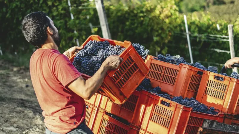 Italia: Trabajadores agrícolas migrantes | Bangladesh/Indonesia: Morir en el trabajo