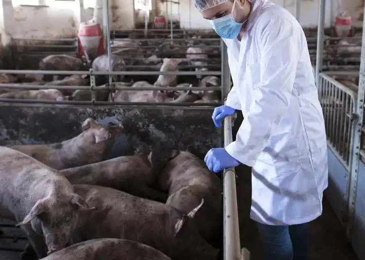 Urgen a blindar el empleo ante la crisis por la peste porcina en Barcelona