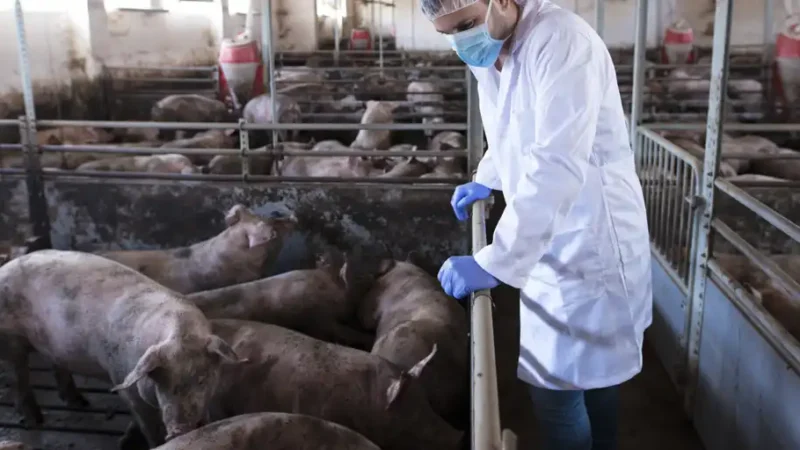 Urgen a blindar el empleo ante la crisis por la peste porcina en Barcelona