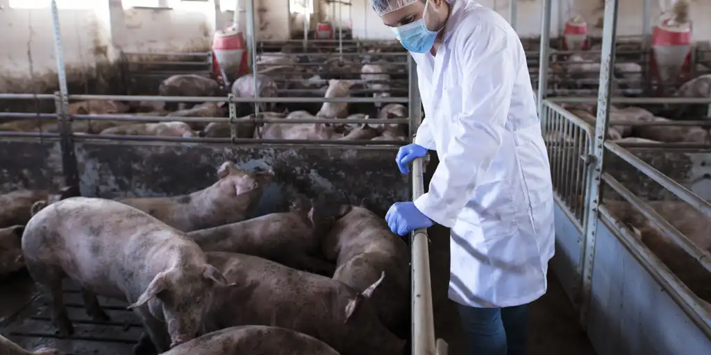 Urgen a blindar el empleo ante la crisis por la peste porcina en Barcelona