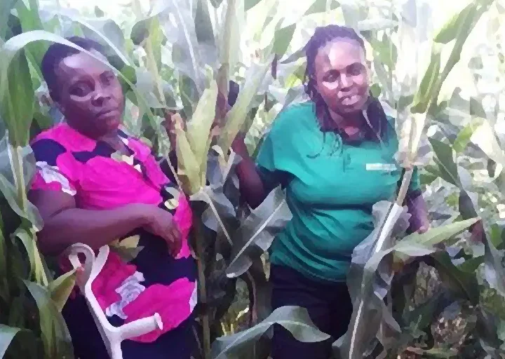 Kenia: integración de la adaptación climática e inclusión financiera para hogares sostenibles