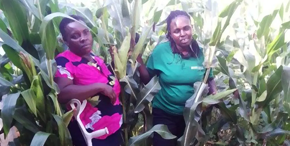 Kenia: integración de la adaptación climática e inclusión financiera para hogares sostenibles