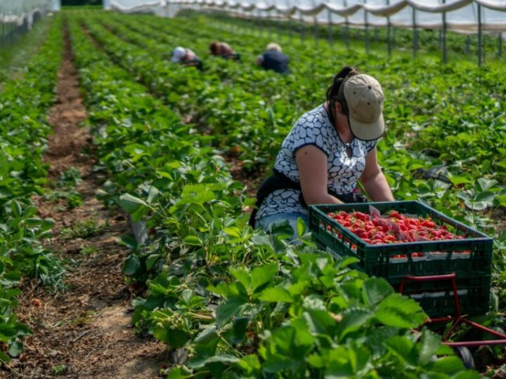 Mujeres invisibles en los campos: el paradigma de las inmigrantes temporeras en España