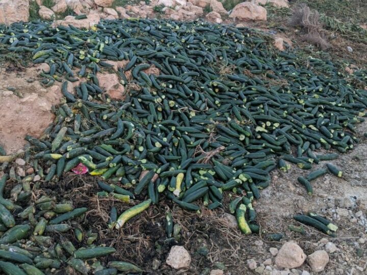 Toneladas de frutas y verduras pudriéndose en el campo, otro síntoma de un modelo agrario insostenible