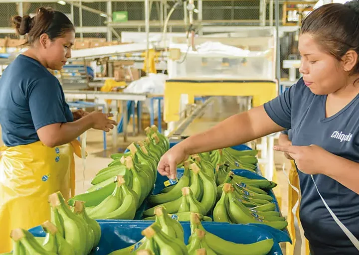 Guatemala: Plantaciones bananeras | Ayuda Oficial al Desarrollo | Riesgos psicosociales en el trabajo