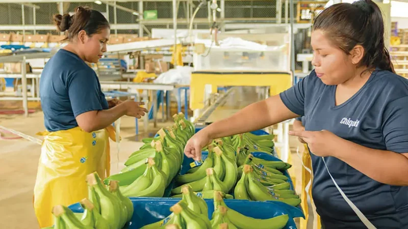 Guatemala: Plantaciones bananeras | Ayuda Oficial al Desarrollo | Riesgos psicosociales en el trabajo