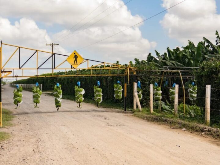 El negocio del banano: explotación laboral en Guatemala y beneficios fiscales en Europa
