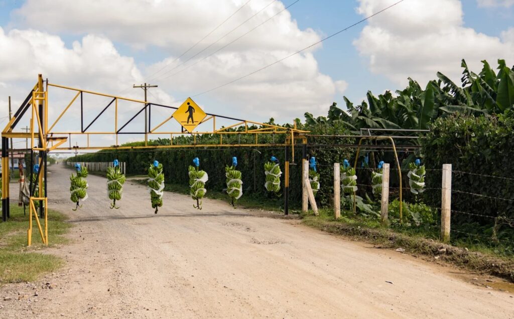 El negocio del banano: explotación laboral en Guatemala y beneficios fiscales en Europa