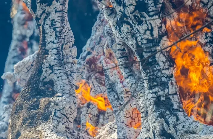La factura invisible del fuego: el coste económico de los incendios forestales