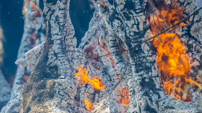 La factura invisible del fuego: el coste económico de los incendios forestales