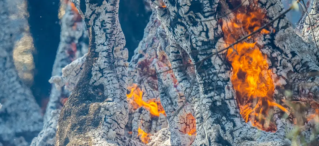 La factura invisible del fuego: el coste económico de los incendios forestales
