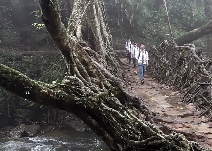 Diseñar con la naturaleza