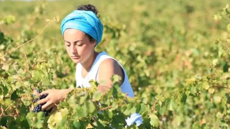 La vendimia francesa con salarios de hasta 2.337 euros atrae a 14.500 temporeros de España